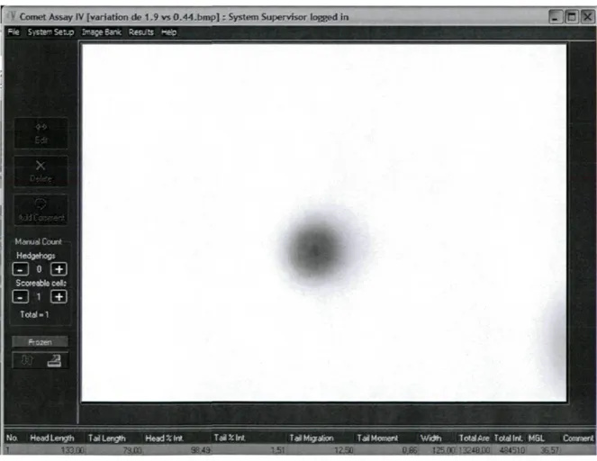Figure 6. Exemple d'une comète mesurée à l'aide du logiciel Comet Assay IV  (couleurs inversées) 