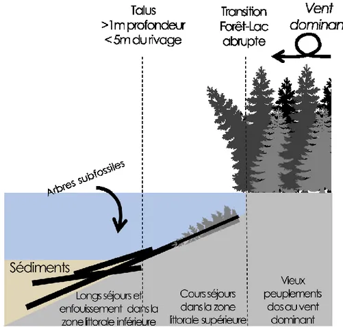 Figure 2. Schéma des caractéristiques de la zone littorale idéale d’un site qui maximiserait  l’apport  et  l’enfouissement  des  arbres  alors  que  la  décomposition  des  troncs  d’arbres  y  serait diminuée (modifié de Arseneault et al