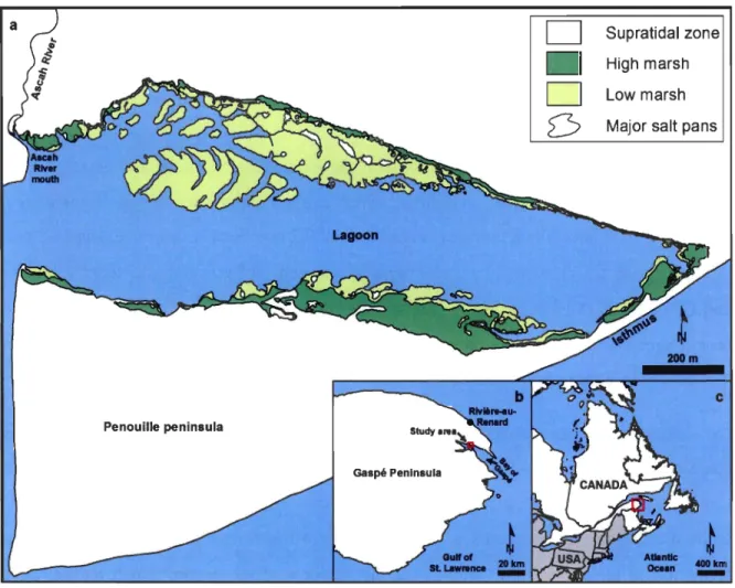 Figure  t:  (a)  Study  area of  the  Penouille  peninsula,  lagoon, and  salt marsh 