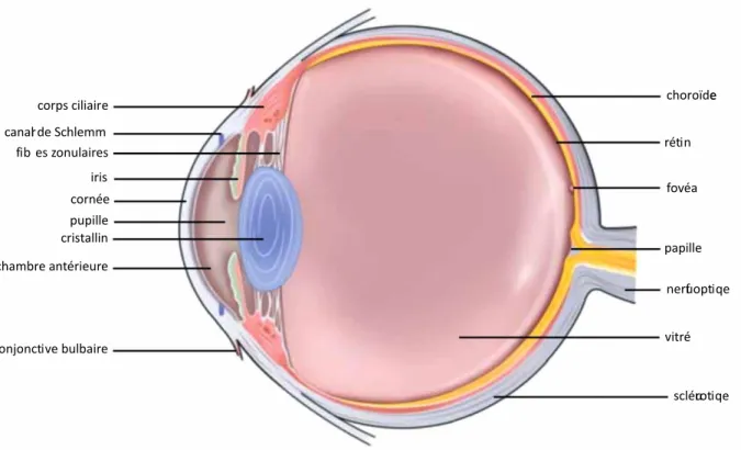 Figure 1 : Coupe sagittale du globe oculaire (d’après l’EMC, Anatomie de la cornée). 
