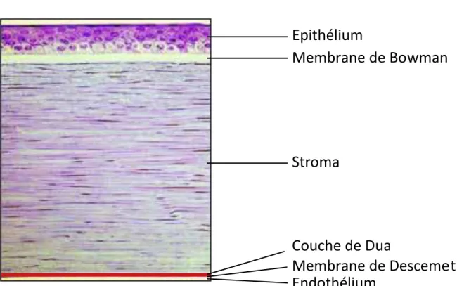 Figure 2 : Coupe histologique de la cornée 