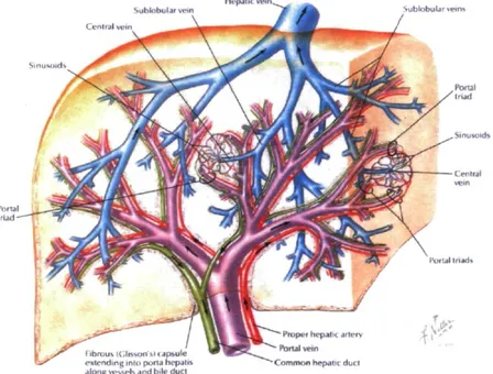 Figure 1. Schématisation de la circulation sanguine et biliaire du foie 