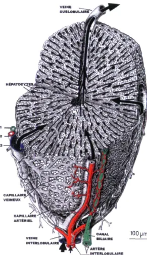 Figure 2. Le lobule hépatique 