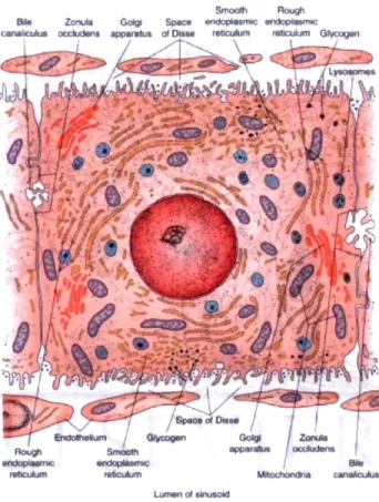Figure 3. L'hépatocyte 