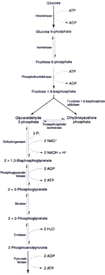 Figure 4. La voie métabolique de la glycolyse [23] 