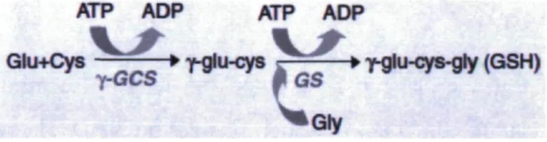 Figure 6. Synthèse du GSH [51] 