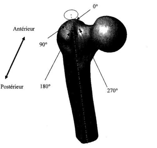 Figure 41  Projection du cercle de  20 mm dans la région du grand trochanter  2.6.4.1  Résultats sur le  positionnement de l'axeZ 