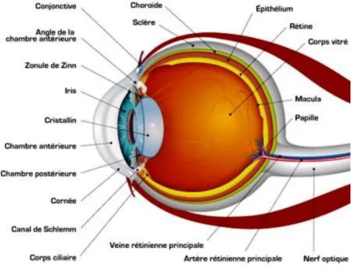Figure 1 : schéma de l'œil