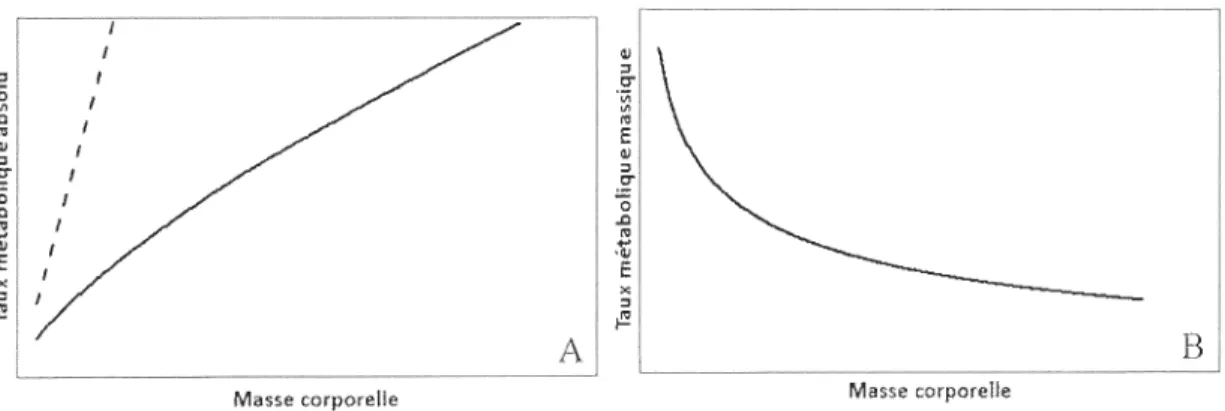 Figure  l.2  Exemple  de  la  forme  de  la  relation  entre  (A)  le  taux  métabolique  (où  y=xo\  (B)  le  taux  métabolique  massique  (où  y=X0 7 'X' I )  et  la  masse  corporelle