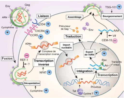 Figure 1. Le cycle viral, tiré de HIV pathogenesis, Stevenson, Nature Medicine, 2003 