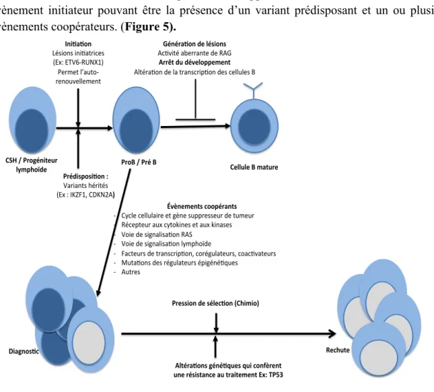 Figure 5. Evènements génétiques leucémogènes des LAL B, adapté de Mullighan,  Lancet, Juin 2013 