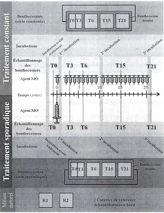 Figure 5. Schéma  de  l'expérience de pelturbation de  matière organique pour la perturbation  constante  et  sporad ique