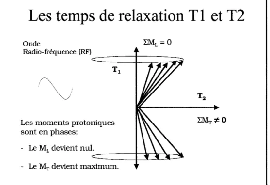 Figure  11  Schéma des moments protoniques longitudinal (MML)  et transversal  (MMT} ainsi que des temps de relaxation  associés