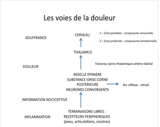 fig 1     : Les voies de la douleur, selon le Docteur François NATALI, Unité Douleurs/Soins  Palliatifs Hôpital Lariboisière (10)