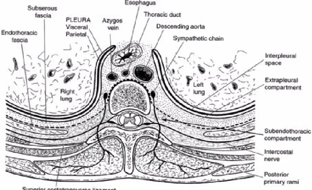 fig 9 : Anatomie de l’espace paravertébral thoracique, d'après Karmakar M (79)