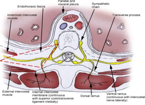 fig 10 :  Anatomie de l’espace paravertébral thoracique (délimité par la ligne rouge   discontinue), d'après Scott W Byram (80)