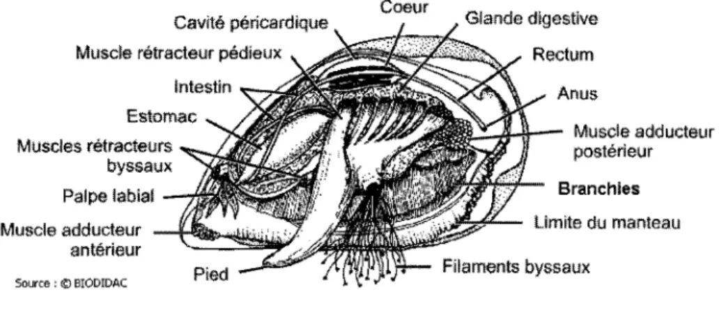 Figure  1 :  Principaux  éléments  anatomiques  internes  d'une  moule  (Source  :  Biodidac)