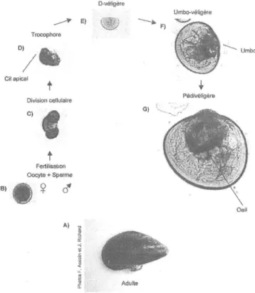 Figure  2:  Cycle  de  reproduction  de  la  moule  bleue  Mytilus  edulis.  A  la  ponte,  les  moules  adultes  (A) expulsent  leurs  gamètes  dans  I'eau  où  se  déroule  la fécondation