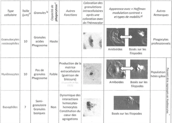 Tableau  f  :  vue  d'ensemble  des sous-populations  d'hémocytes  des moules  Mytilus  edulis  proposée par  Le  Eoll  et  al