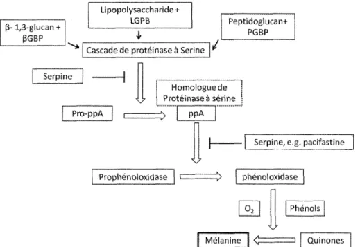 Figure  7:  vue  d'ensemble  du  système  d'activation  prophénoloxydase des arthropodes  (proPO) (Source  : Cerenius et Sôderhâll,  2004).