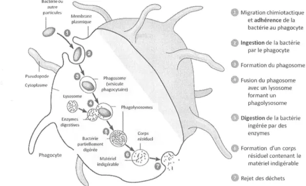 Figure  8  :  Les  différentes  étapes  de  la  phagocytose  :  adhérence, ingestion  et digestion  de  la  bactérie par  le  phagocyte  (Pearson  education,  2004).