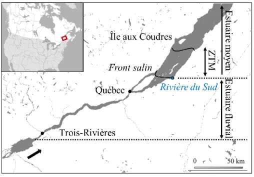 Figure 0.1 Localisation de la zone d’étude dans l’estuaire du Saint-Laurent comprenant  l’estuaire fluvial et l’estuaire moyen et la zone de turbidité maximale (ZTM)