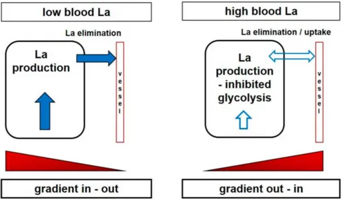 Figure 2. Principe de la relation entre la production de lactate, la concentration en lactate dans le sang  et les échanges de lactate entre le sang et le milieu intracellulaire