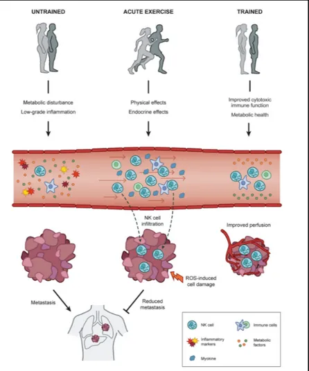 Figure 5. Mécanismes immunitaires anti tumoraux déclenchés par l’AP  (revue Cell Metabolism, 2018) (58).