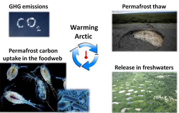 Figure  0.1  Schematic  representation  of  the  carbon  cycle  in  northern  freshwaters  in  the context of climate change and global warming