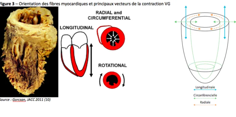 figure    3    schématise    ce    système    hélicoïdal    et    les    différentes    composantes    de    la    contraction    ventriculaire   gauche   pour   mieux   comprendre   sa   complexité