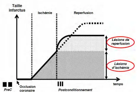 Figure   8   –   Taille   de   l’infarctus   en   fonction   du   temps   d’occlusion   coronaire       et   des   phénomènes   d’ischémie-­‐reperfusion