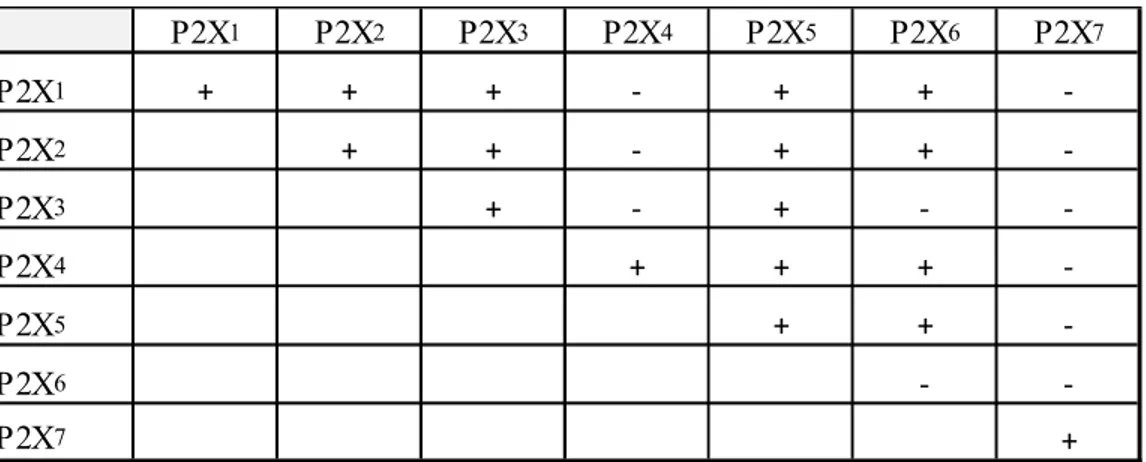 Tableau 1.1 – Affinité des sous-unités des récepteurs P2X. Co-assemblage possible  entre les différentes sous-unitées des récepteurs P2X par immuno-précipitation (+) ou   non (-)