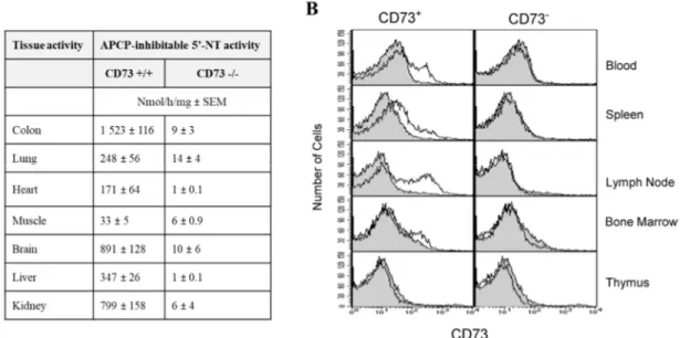 Figure 1.6 – Distribution de CD73 chez la souris. (A) Distribution physiologique de CD73  chez la C57BL/6 sauvage