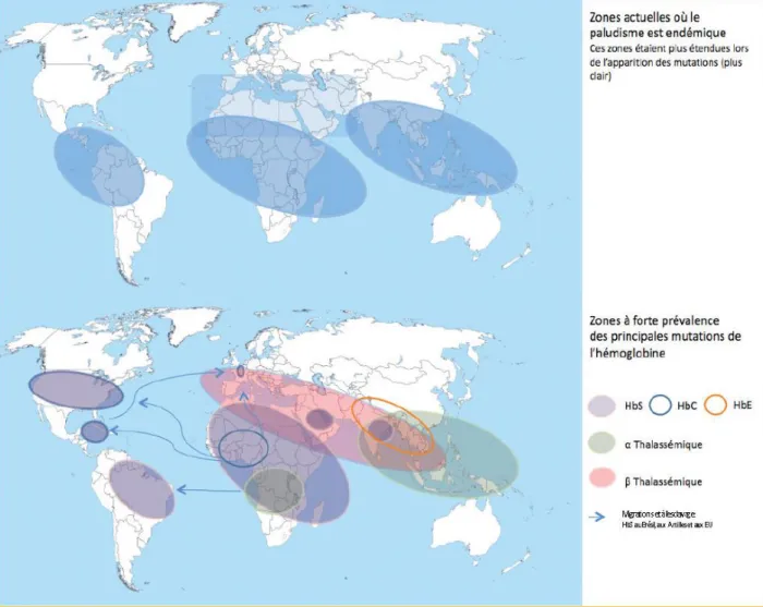 Figure  6 :  zones  endémiques  du  paludisme  et  zones  à  haute  prévalence  de  la  drépanocytose  [28] 