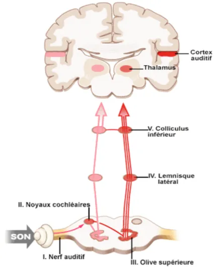 Figure 4 : Voies afférentes et aires auditives (d’après EMC) 
