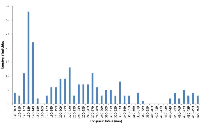 Figure 6. Distribution des classes de longueur des meuniers noirs capturés par la pêche                                       expérimentale au lac Sommet, le 1er septembre 2012.