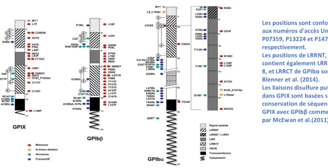 Figure 5 : Représentation schématique de GPIb alpha, GPIb β et GPIX montrant les différents domaines