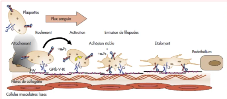 Figure 6 : Rôle du complexe GPIb-V-IX dans l’adhésion et l’activation des plaquettes au site de lésion vasculaire