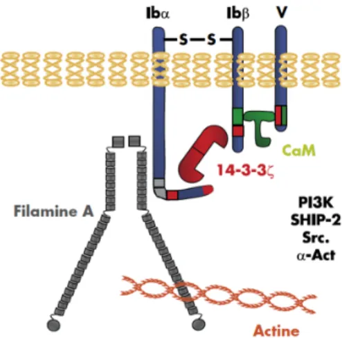 Figure 8 :  Sites de liaison avec la filamine A   Source : (18) 