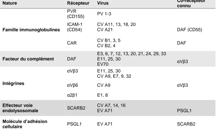 Tableau 2: Récepteurs cellulaires des Entérovirus 