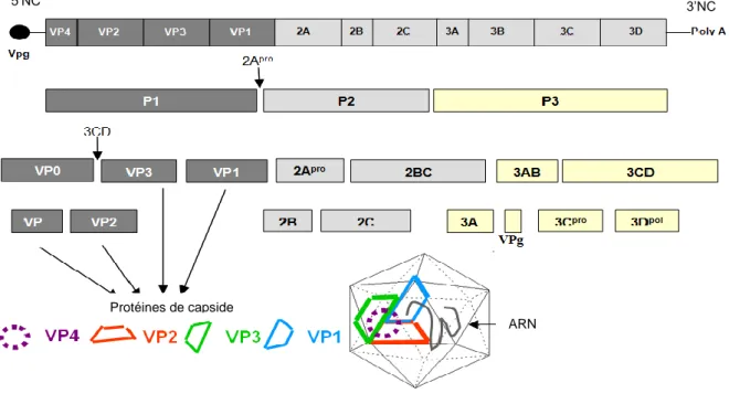 Figure 5 : Traduction et maturation des protéines virales (80)