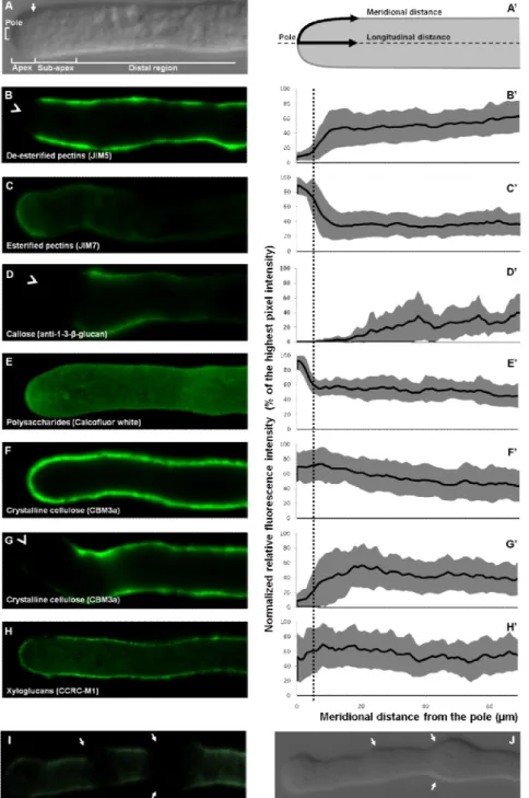 Figure  4.1  Organization  of  the  cytoarchitecture  and  relative  spatial  distribution  of  cell wall components in the Arabidopsis pollen tube