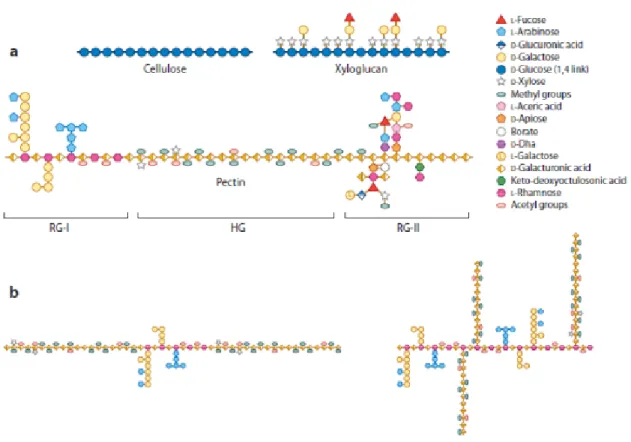 Figure 1.1: Structure of some cell wall components.  