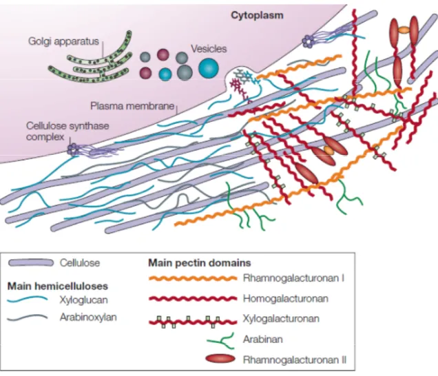 Figure 1.2: Structure of the primary cell wall.  