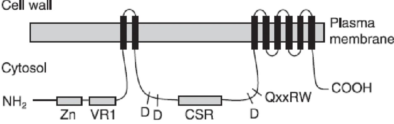 Figure 1.3: Membrane topology of a CesA protein.  