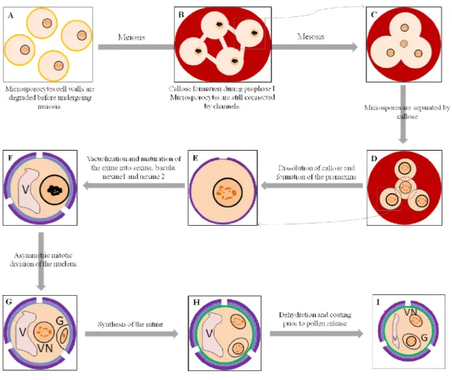 Figure 1.4: Schematic representation of microsporogenesis in dicots. 