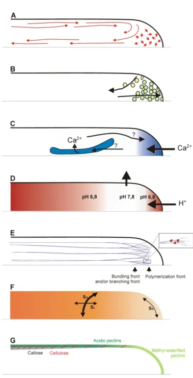 Figure  1.5 :  Schematic  representation  of  the  polar  arrangement  of  cellular  structures  and  processes  in  the  apical  and  subapical  regions  of  a  growing  pollen  tube  (legend  on  next  page)