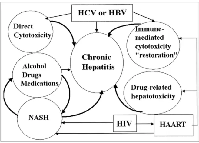 Figure  3:  Mécanismes  d’hépatotoxicité  pouvant  expliquer  la  sévérité  de  l’atteinte  hépatique  chez  les  PVVIH (32)