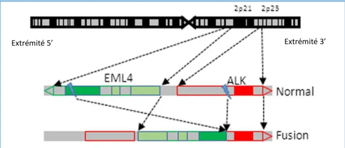 Figure 2. Fusion EML4-ALK (V. Faugeroux et al, Front Oncol 2014) 
