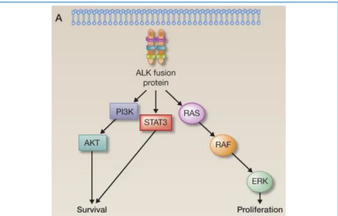 Figure 3. Voies de signalisation activées par la protéine de fusion ALK  (T. Sasaki et  al, Clin Cancer Res 2011) 